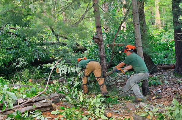 Professional Tree Services in Alma, NE